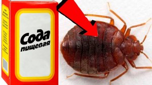 Как быстро избавиться от клопов в доме за 3 секунды..!..!..!.