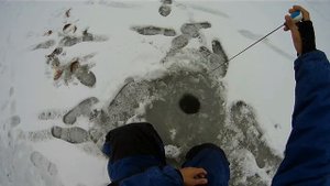 Окунь на блесну