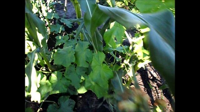 Как выбрать спелый початок кукурузы