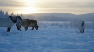 Самый холодный марафон в мире. Полюс Холода Оймякон, Республика Саха (Якутия)