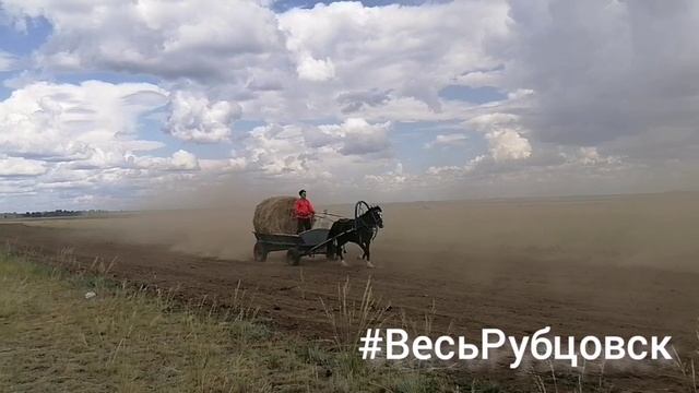 Скачки в Круглом 2025 смотреть онлайн