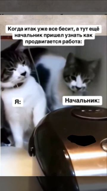 когда всё бесит #shorts