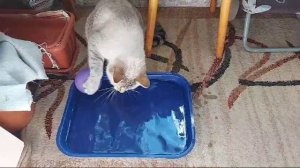 "Приступаем к водным процедурам"