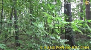 Чистый месяц август.🌾Лето идёт на спад. Что нового в лесу?.🍃Рефтинский 16 августа.