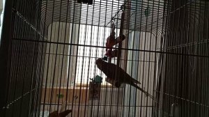 как сделать чтобы поднять настроение попугая