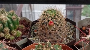 Маленький эхинопсис Субденудата (Полуобнаженный) Echinopsis subdenudatа раскрыл маленькую звезду.