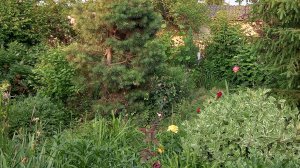 16-08-2025 Зацвел ракитник и клематис