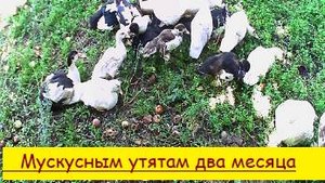 Мускусным утятам два месяца