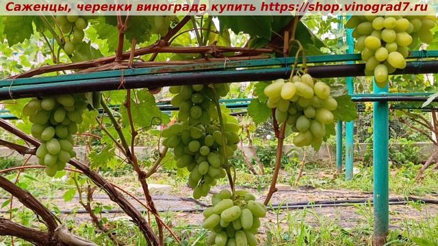 Виноград 3.08.2025 - Байрон. Раннего срока, с крупными ягодами, устойчив, среднерослый, вкусный смотреть онлайн