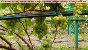 Виноград 3.08.2025 - Байрон. Раннего срока, с крупными ягодами, устойчив, среднерослый, вкусный