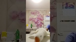 как надо готовить с печеньки 😈