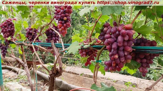 Виноград 3.08.2025- РУМЕЙКА, одна из лучших форм на моем участке- очень ранняя, вкус изумительный смотреть онлайн