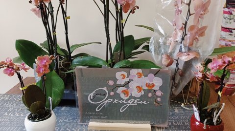 Новая поставка орхидей! Проорхидеи!