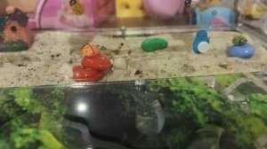 генеральная перестановка у муравьёв