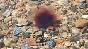 Медузы в Белом море