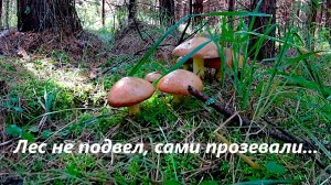 Сбор грибов! Как мы прозевали маслята!🤷🍄