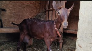 УТРО ГОРЫ ДИКИЙ ВИНОГРАД ВТОРОЙ ДЕНЬ БЕЗ МОЛОКА
