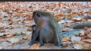 Ежедневная активность макаки Анны и ее... 1000029279.mp4