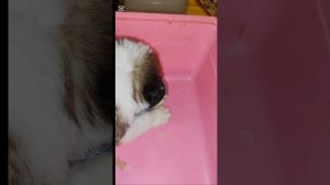 Выдул бутылку молока и закусил миской каши с колбасой