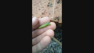 террариум для гусениц часть 2