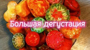 Большая дегустация томатов в весёлой компании.🙂🙂🙂