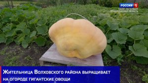 Жительница Волховского района выращивает на огороде гигантские овощи