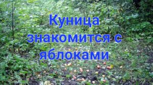 Куница знакомится с яблоками