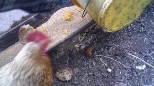 Кормление курочек 16 августа 2025 - утреннее