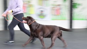 Force Labria Aragorn Estel (Эстик) - подготовка к выставке