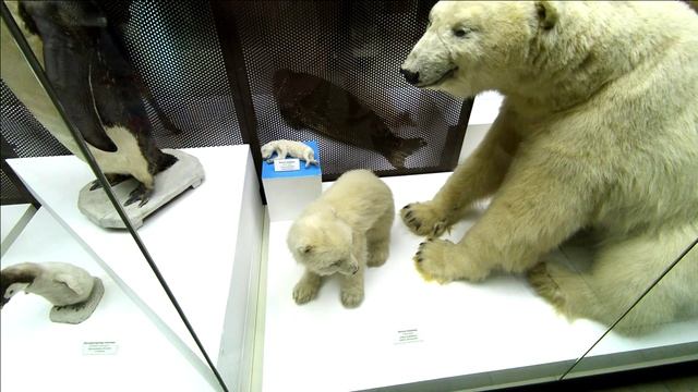 Дарвиновский музей (Москва) смотреть онлайн