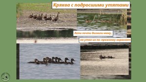 Кряква с подросшими утятами. И плавают, и выходят на берег. Утка сторожит птенцов. 08.08.25
