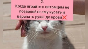 Что нельзя делать с кошкой?🐈⬛