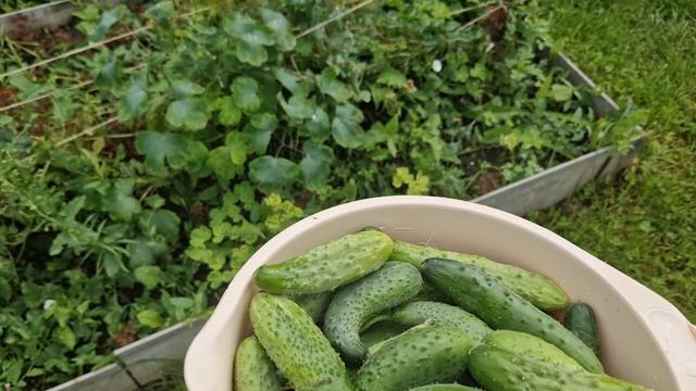 Негатив  баню, с добром говорю. Свой урожай. Обед готовлю. Дальнейшие планы