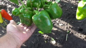 Мои сорта сладких перцев