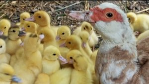 Первая ночь утят вместе с уткой. Старшие под присмотром. Дымка всё ещё гуляет на улице.