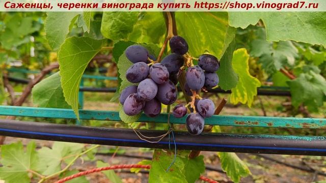 Виноград 3.08.2025-Мускат Изюмский- первое сигнальное плодоношение, прививка. Ранний срок созревания смотреть онлайн
