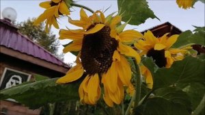 Электронный стимулятор роста растений лето 2025 год.