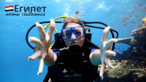 Vlog Египет// обзор отеля albatros sharm resort // дайвинг