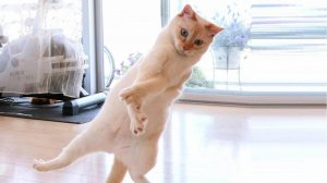 ПРИКОЛЫ С ЖИВОТНЫМИ ДО СЛЕЗ #142 Смешные КОТЫ И СОБАКИ  Приколы