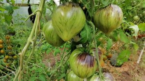 Томат Изумрудная Парча