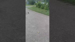 Гуля пока...