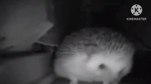 Ёжик чихнул и пукнул но наоборот