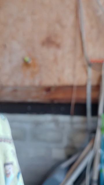 игры с собакой.mp4