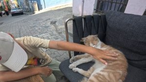 Стамбул animal 2025.mp4