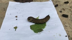 Что за змеёныш появился на нашем участке