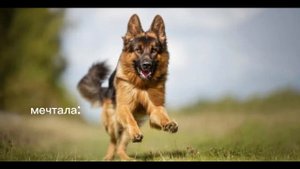 а у вас мечта сбылась?