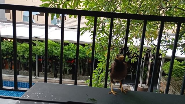 Пхукет в несезон. Тайская птаха выпрашивает еду на балконе номера в отеле "Tuana". смотреть онлайн