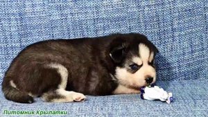 Предлагаем голубоглазую девочку щенка хаски, черно-белую, родилась 22 июля 2025 года