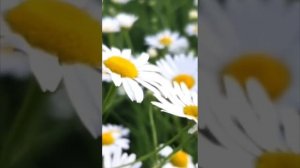 Клип "Ромашковое лето", исполняет Воронина Светлана