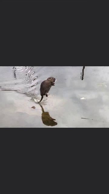 Скачать видео ➡️➡️➡️ в т. Г. https://t.me/cartolega
#небофест смотреть онлайн